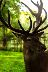 portrait of a young deer with beautiful horns
among summer green trees in a forest, park
