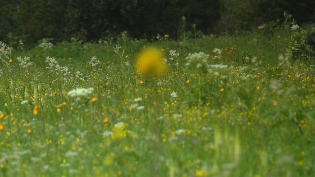 Mountain flowers at windy weather