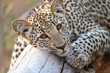 Young Leopard Male Cub