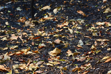 fallen leave in the dry forest 