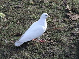 UNA HERMOSA PALOMA BLANCA SOBRE LA TIERRA.
