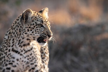 Young Leopard Female Cub