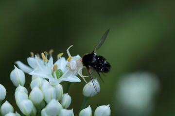 Crab Spider with Bee flie 
