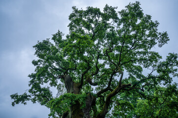 majestic oak tree over 700 years old against a rainy sky