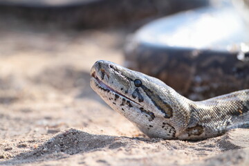Python Ready