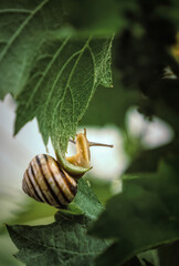 Garden Snail and Vine leaves in Napa Valley, California