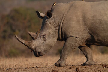 Obraz premium White Rhino Bull