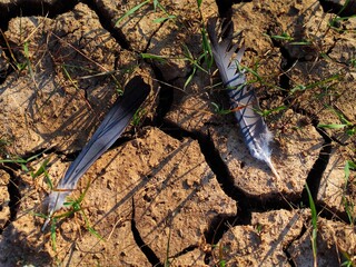 Wood Pigeon Feathers