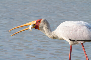 Yellow Billed Stork with Telapia