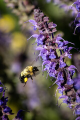A bumblebee approaches a purple sage salvia in the summer garden in Wisconsin