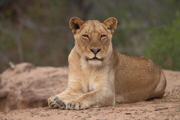 Fototapeta na wymiar Lioness Rulani Matriach 
