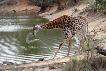 Giraffe water Spray