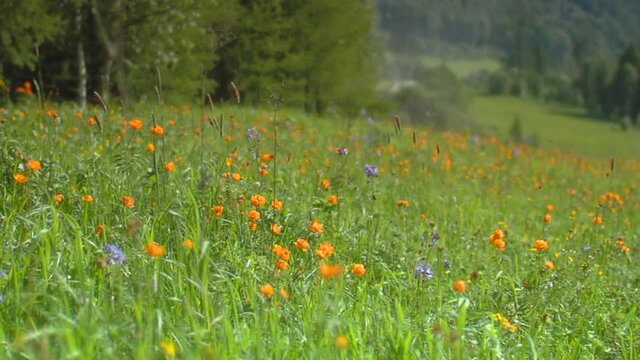 Mountain flowers at windy weather
