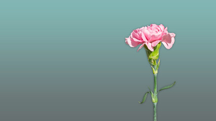 Wallpaper pink carnation flower background