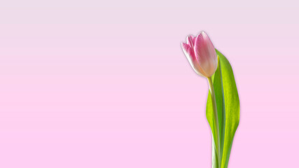 Wallpaper pink tulip flower background