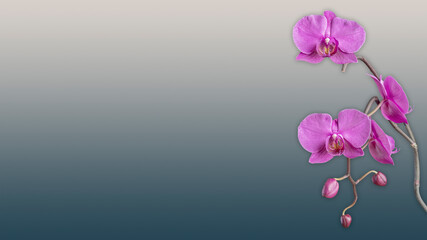 Obraz na płótnie Canvas Wallpaper purple orchid flower background