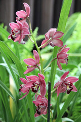 Cymbidium orchid species found in tropical and subtropical Asia and northern Australia