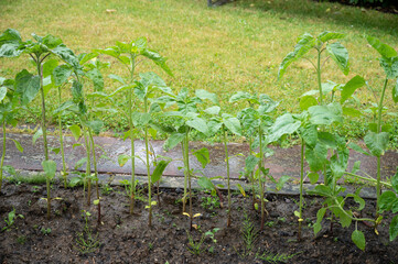 it rains in a garden with small sunflowers on a path paved in front of a mead
