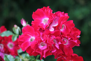 Blooming rose of the variety Dortmund from the Cordes group close-up.