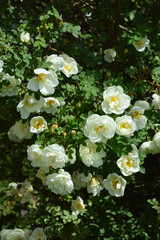 blooming wild rose Bush. white flowers in the Park. green plant in summer.