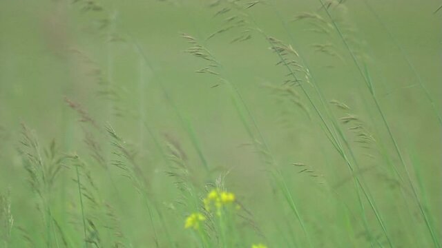 Mountain flowers at windy weather