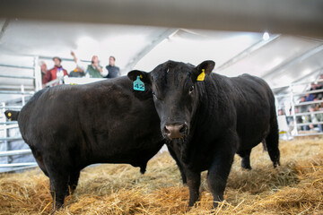 Angus