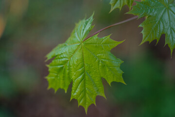 big green leaf on a tree branch