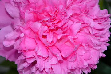 pink lush peony. beautiful summer flower.