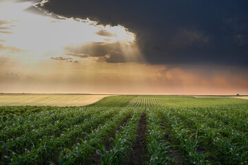 Open corn field at sunset.