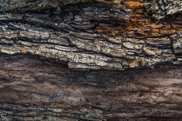 bark of a  tree, texture, close up