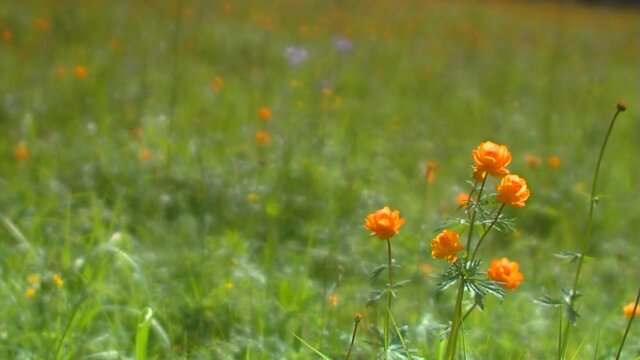 Mountain flowers at windy weather