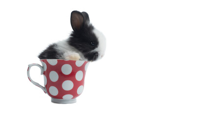 Cute little baby black and white bunny rabbit in the red with white polka dots coffee cup on white...