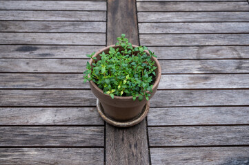 thyme in a terracotta pot on a rustic wooden table, home grown for spices for grilling and cooking in the city