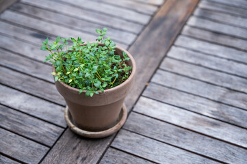 thyme in a terracotta pot on a rustic wooden table, home grown for spices for grilling and cooking...