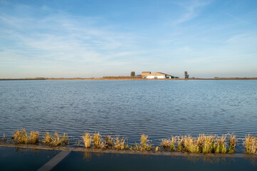 Naklejka premium Arrozales / Rice-fields. Isla Mayor. Sevilla