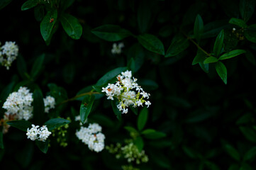 elderflowering with light rain in early summer