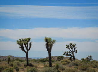 Fototapeta na wymiar Beautiful Day at Joshua Tree National Park, California
