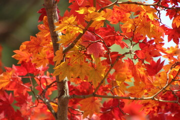 紅葉