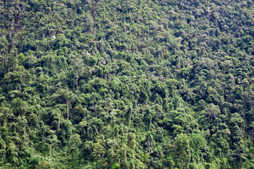 Jungle in Khao Sok, Thailand
