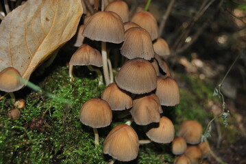 leśne grzyby © Rafa