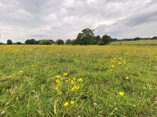 Meadow landscape, with wild flowers and long grasses in, Calverly, Leeds, UK