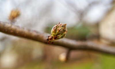 Cherry tree branch with sprintime buds