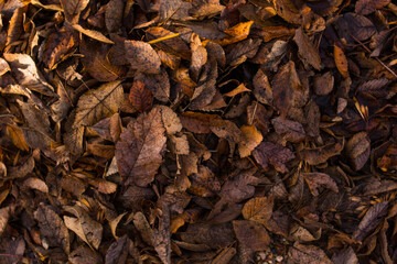 Autumn leaves