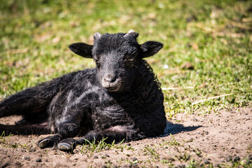 Heidschuckenlammgesicht