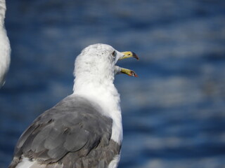 gull at harbor 