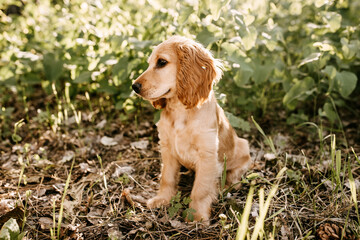 cocker spaniel puppy sitting on ground in a forest, looking to side.