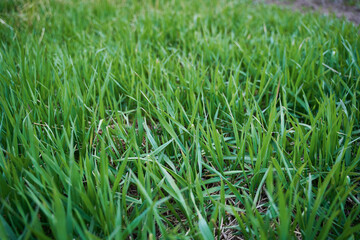 Grass closeup