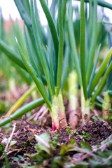 Green onion