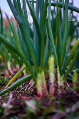 Green onion