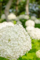 もりやま芦刈園 あじさい